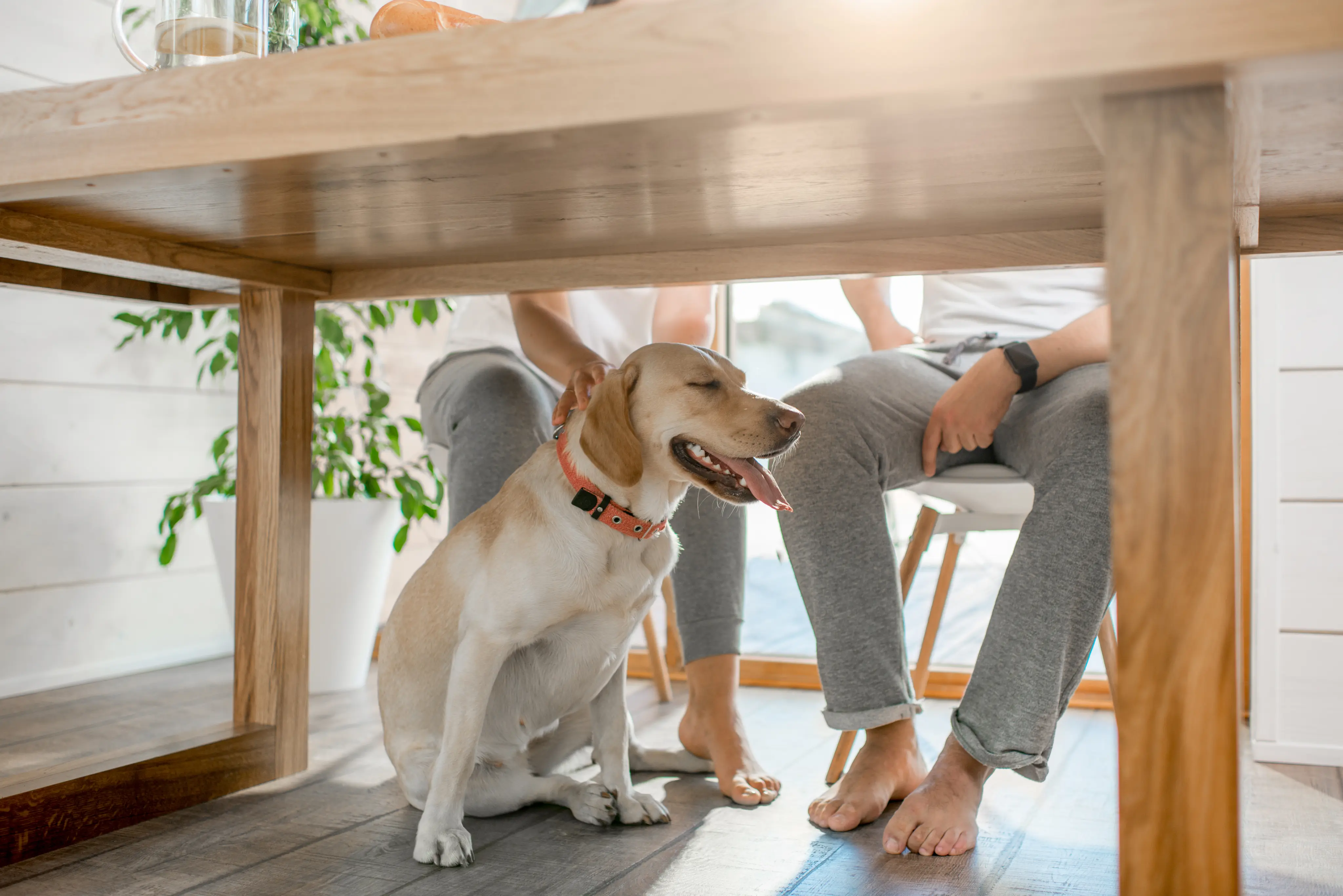 Emotional support dog resting under table